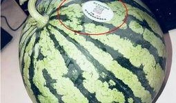 云南怒江网红吃瓜,揭秘当地特色美食背后的故事